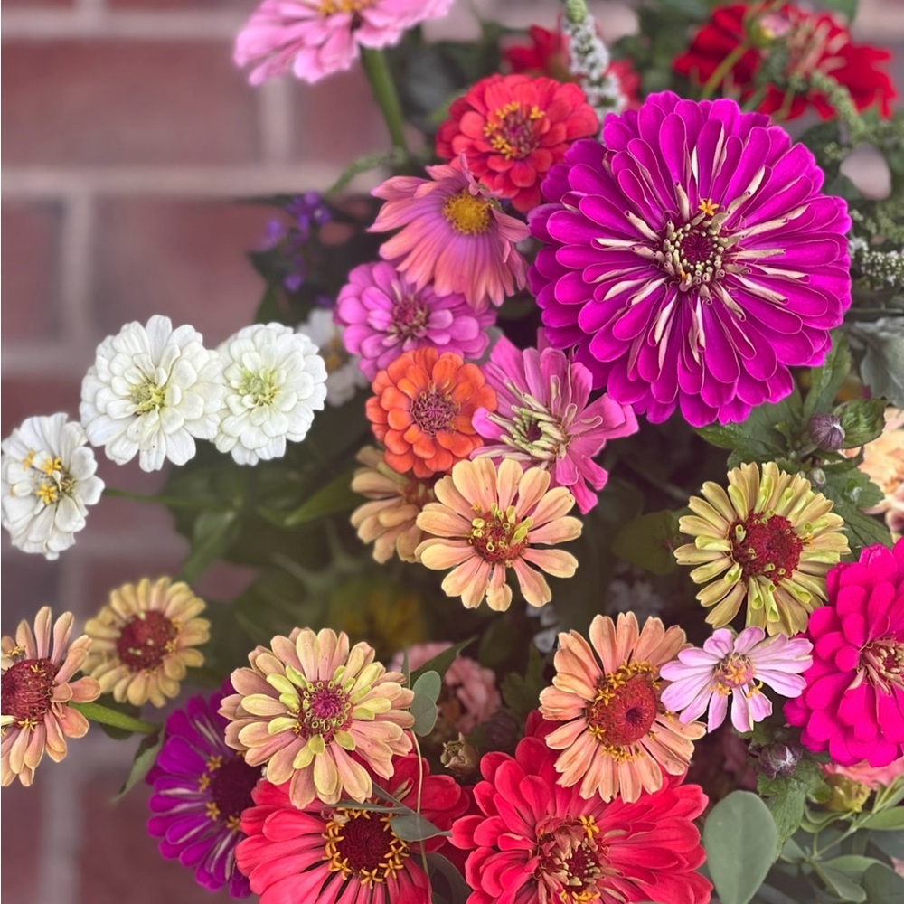 Multicolor Zinnias Seed Packet
